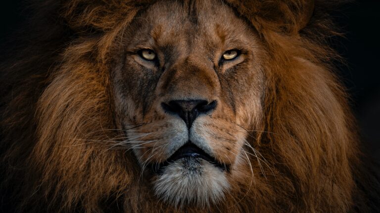 Moody Portrait of a Lion