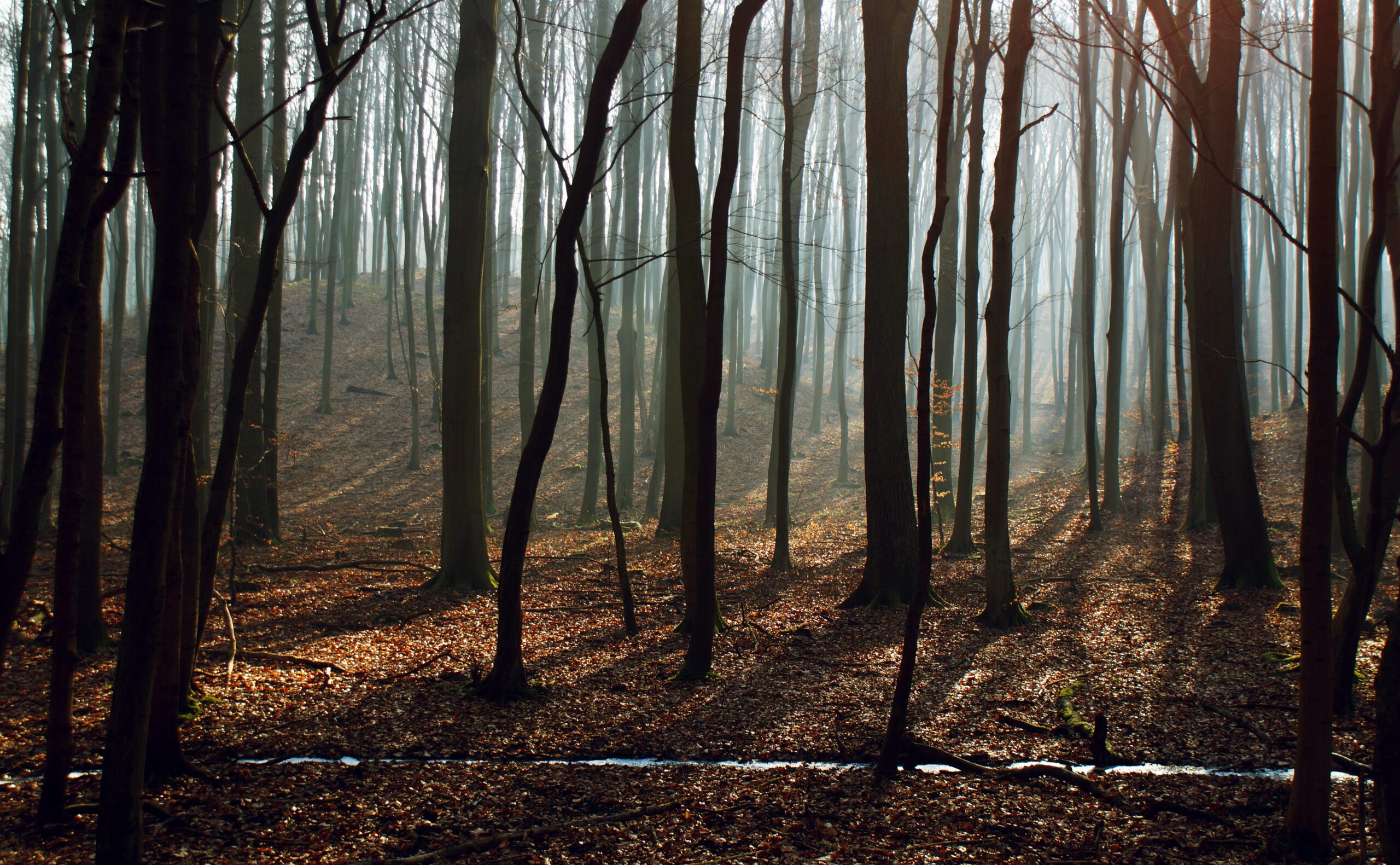 bare trees in a forest with leaves on the ground