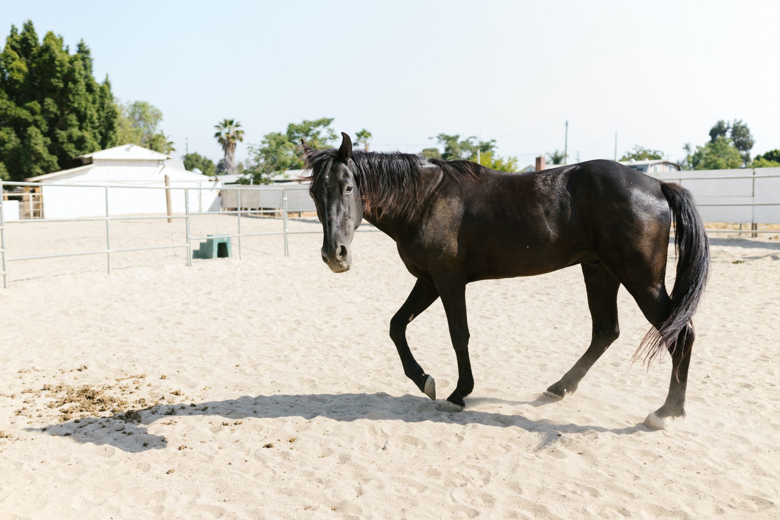 black horse in an arena