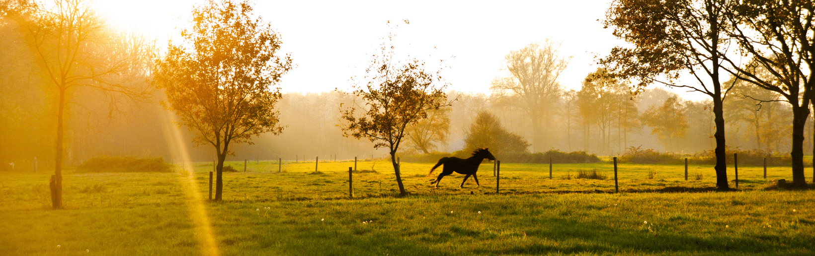 Horse running in a field