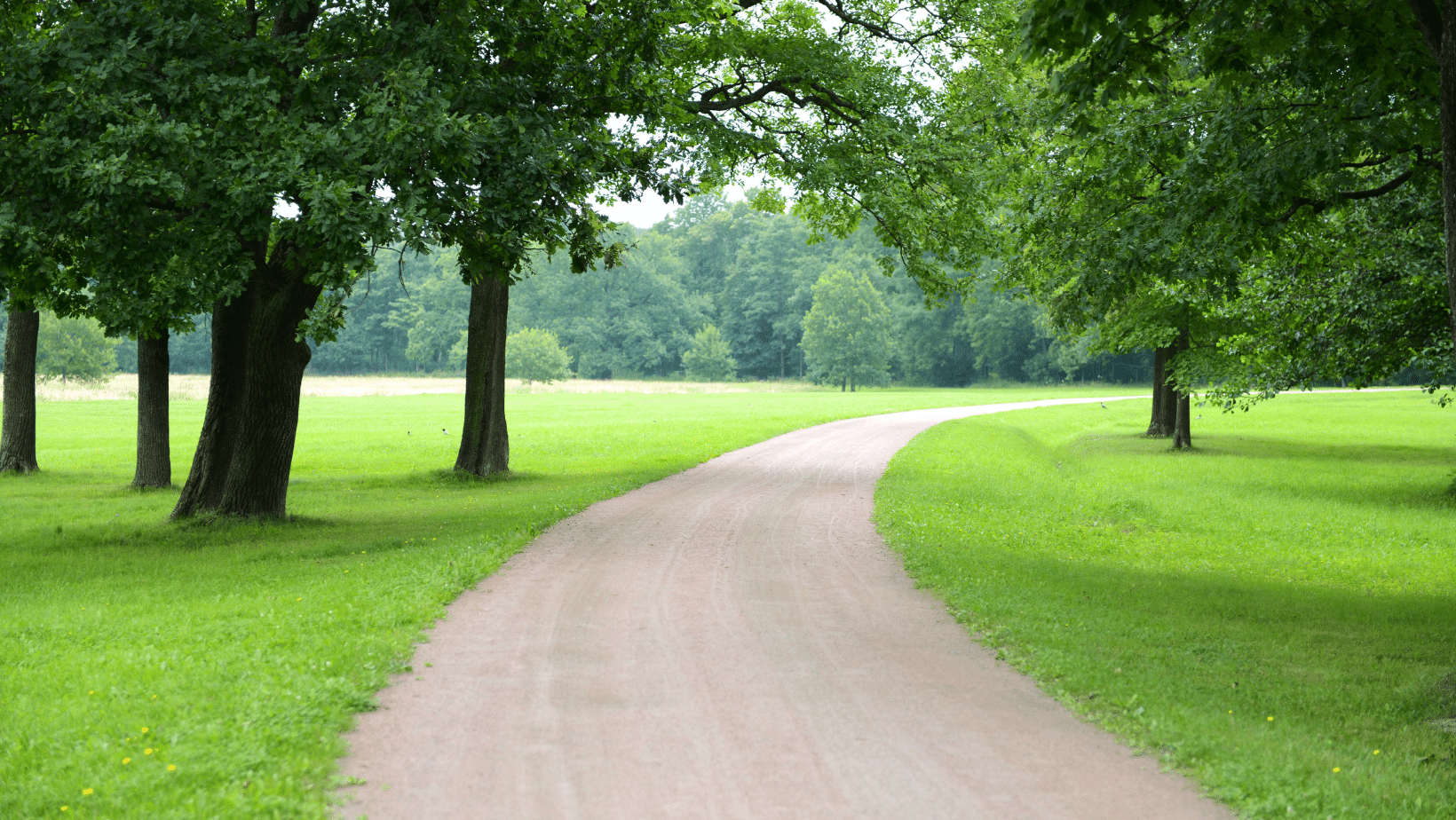 Pathway through the trees - No Greater Love