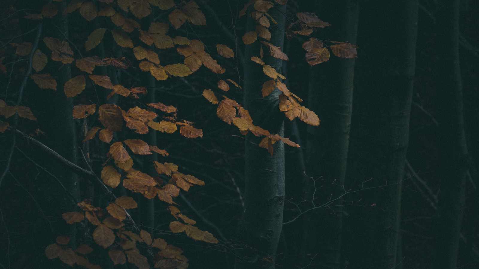 dark trees and leaves