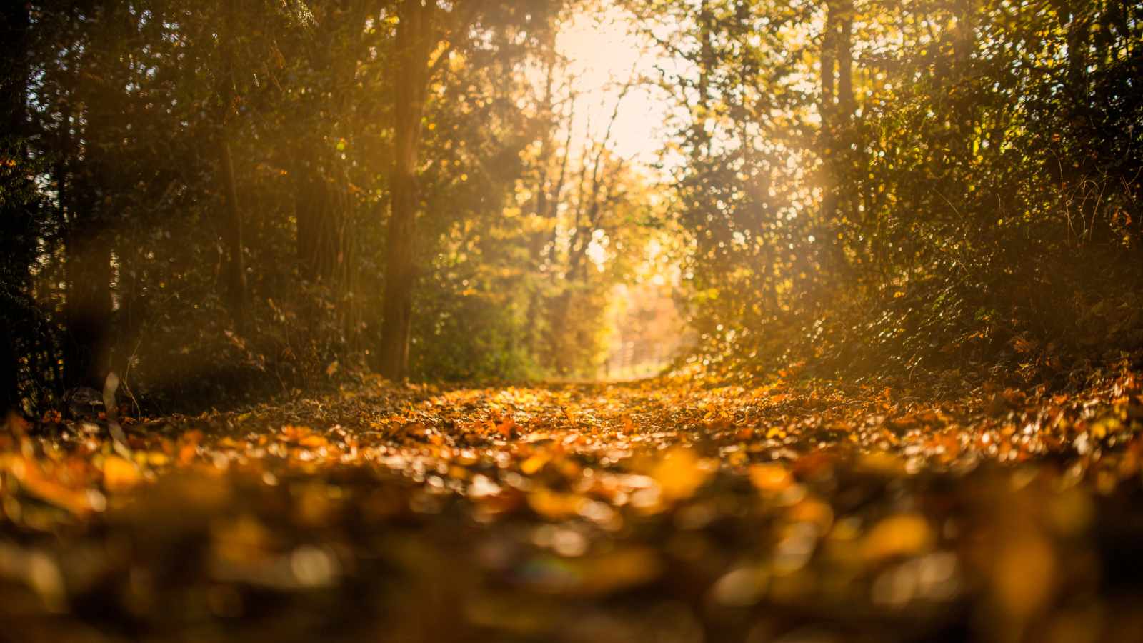 Path of the Wind - leaves on the forest floor