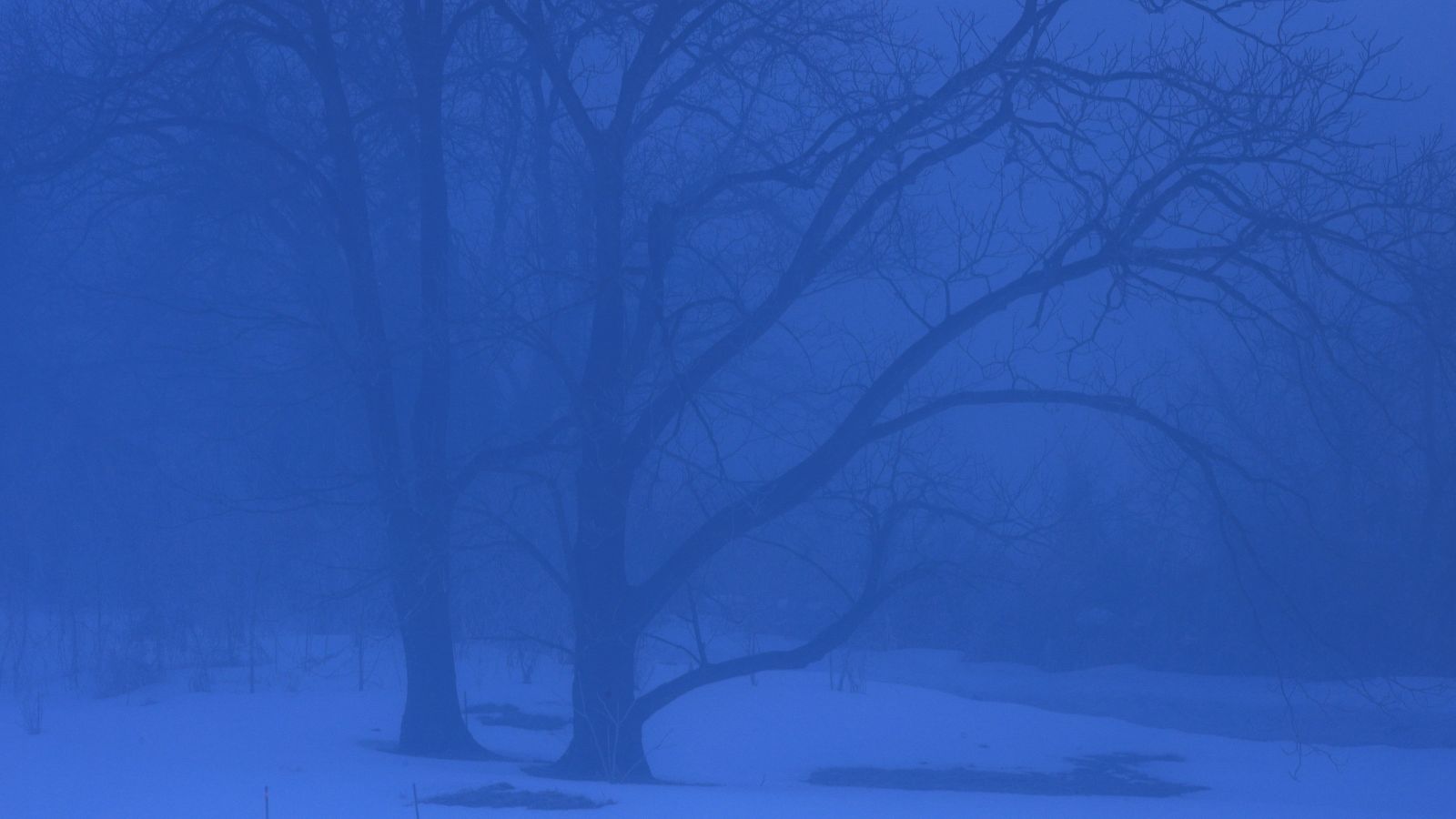 Cold blue trees in the winter