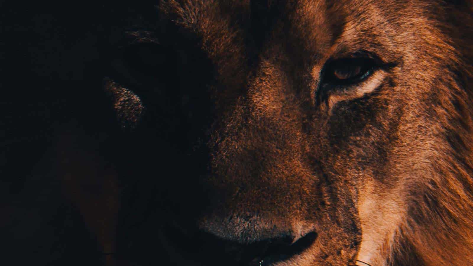 Through the Eyes of a Lion