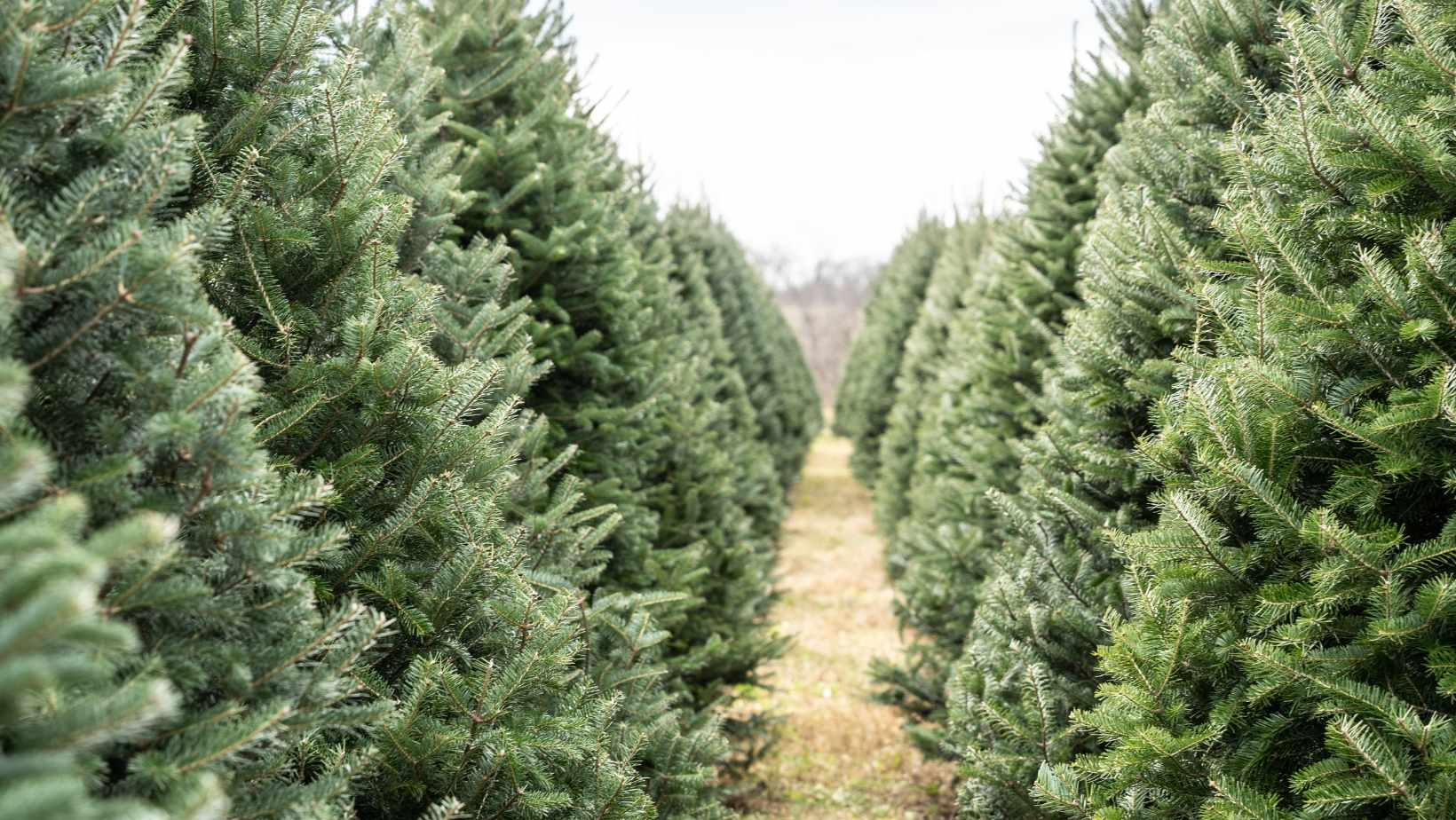 Christmas Trees in a line