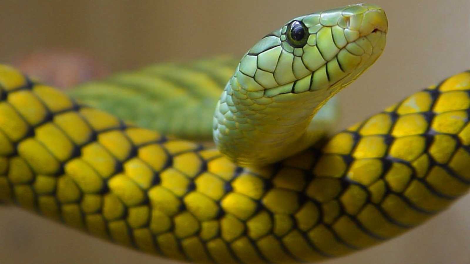 Yellow Snake