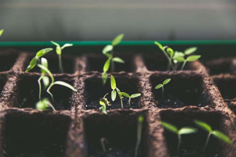 growing seedlings