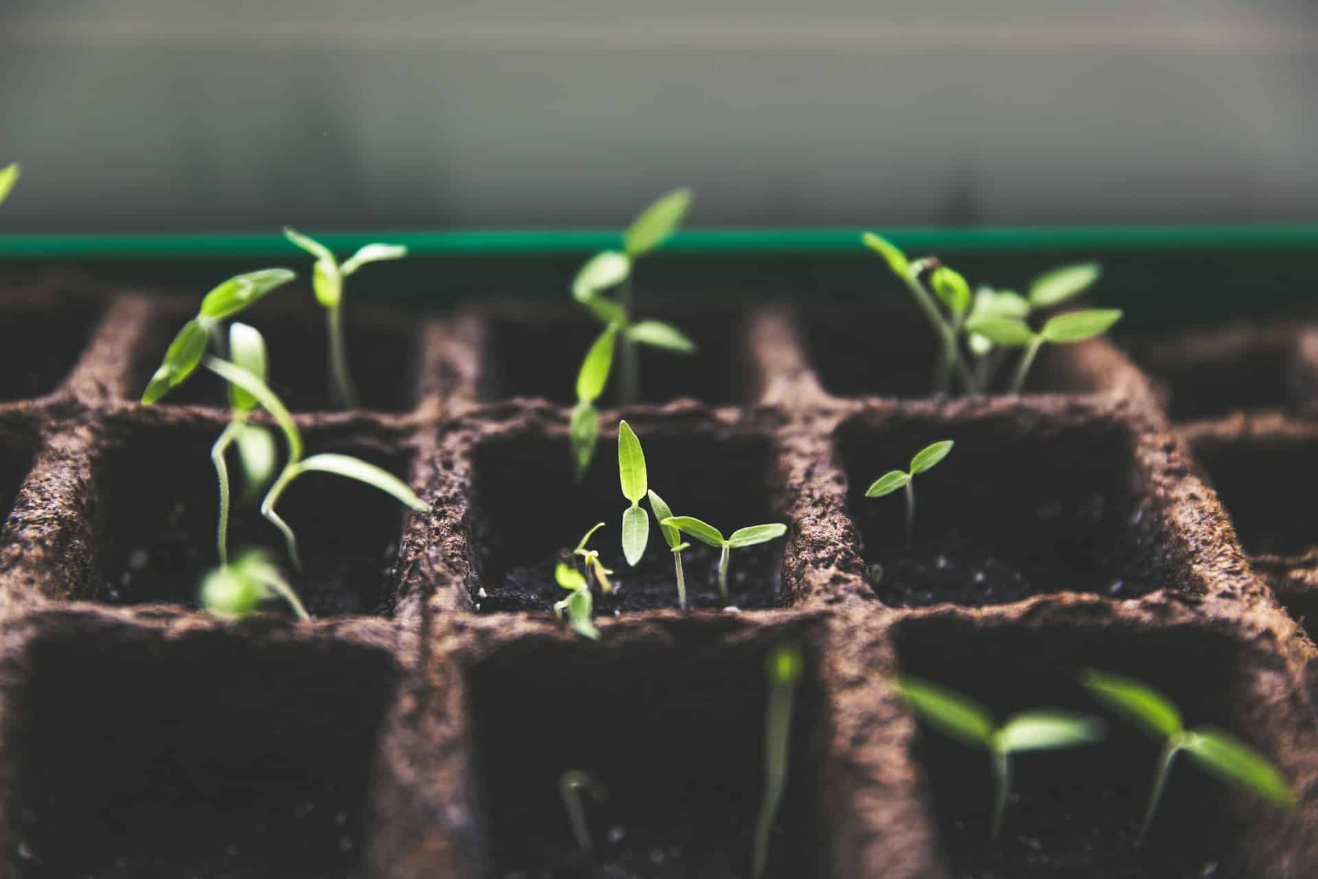 growing seedlings