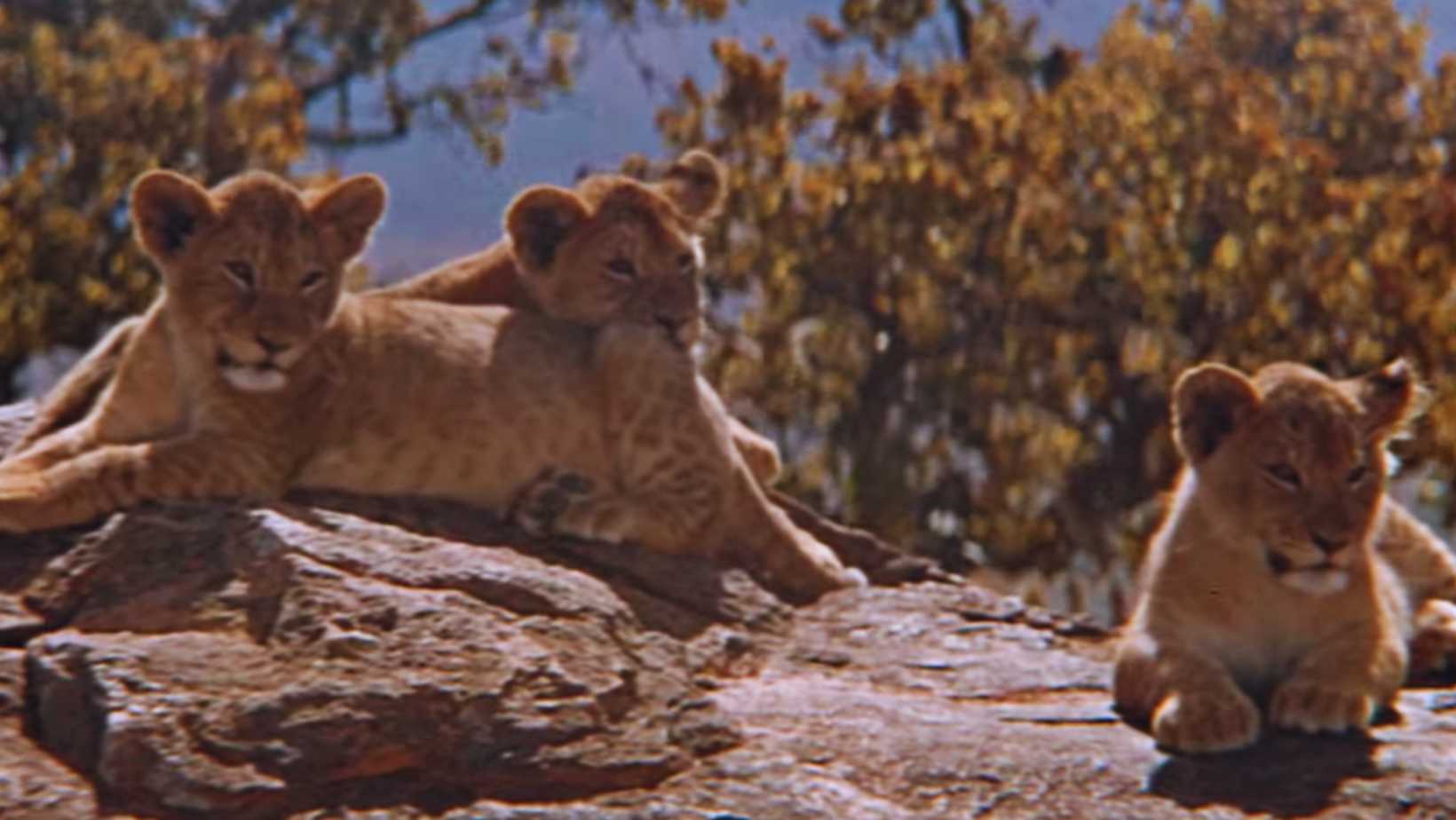 Baby lion cubs sitting on a rock in Kenya