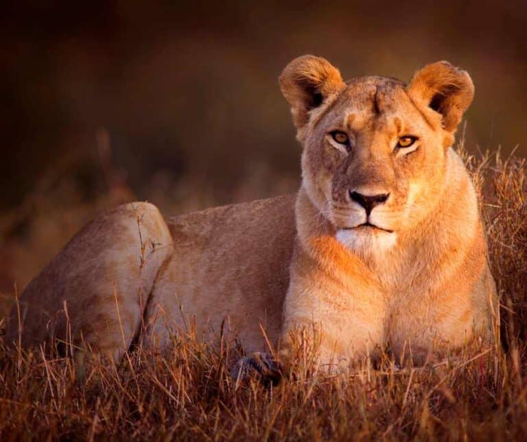 Lioness laying down in the savanna