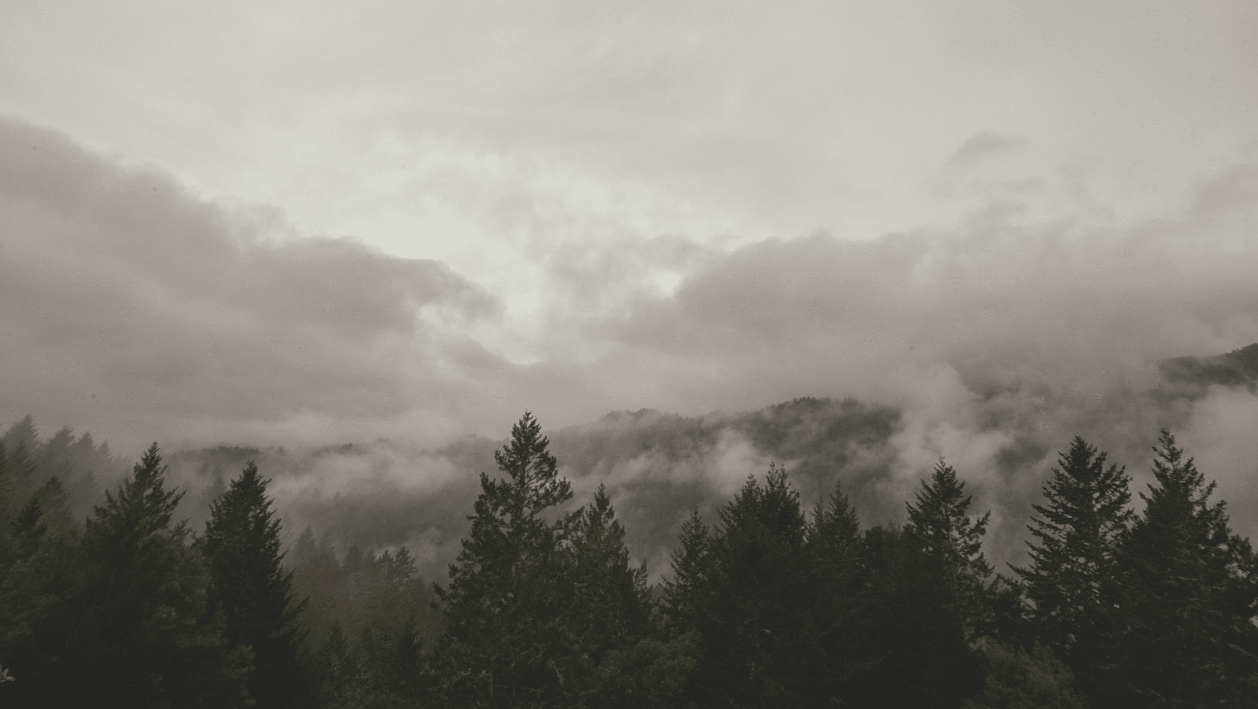 clouds above a forest
