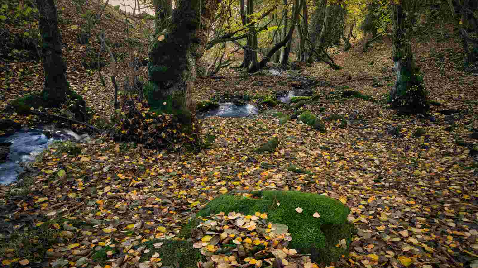 leaves on the ground in a forest with a stream