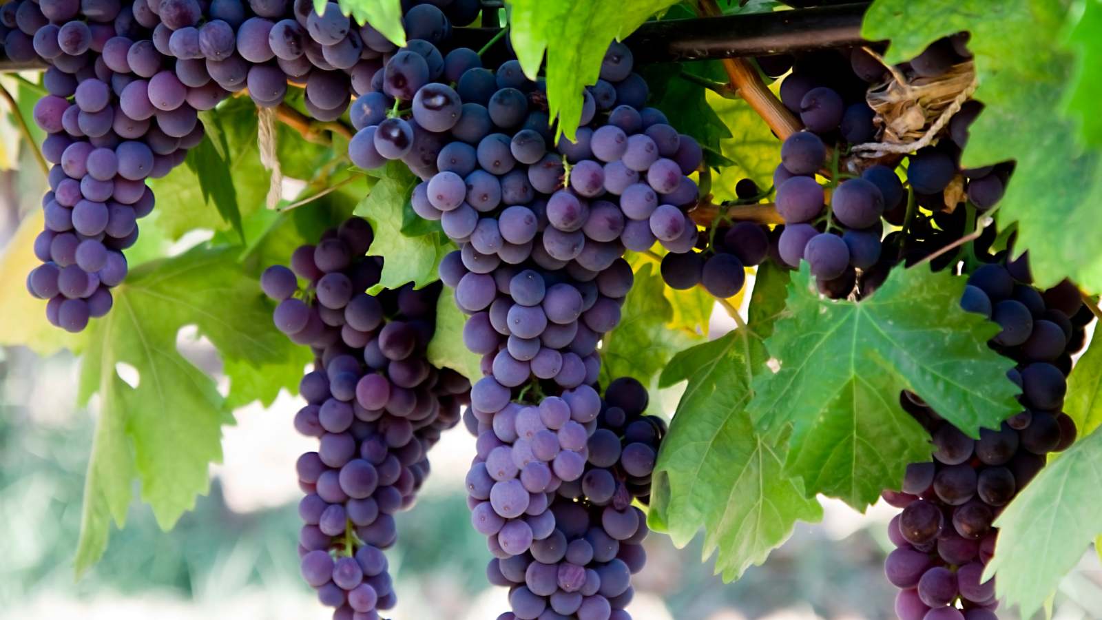black grapes on the vine
