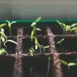 growing seedlings