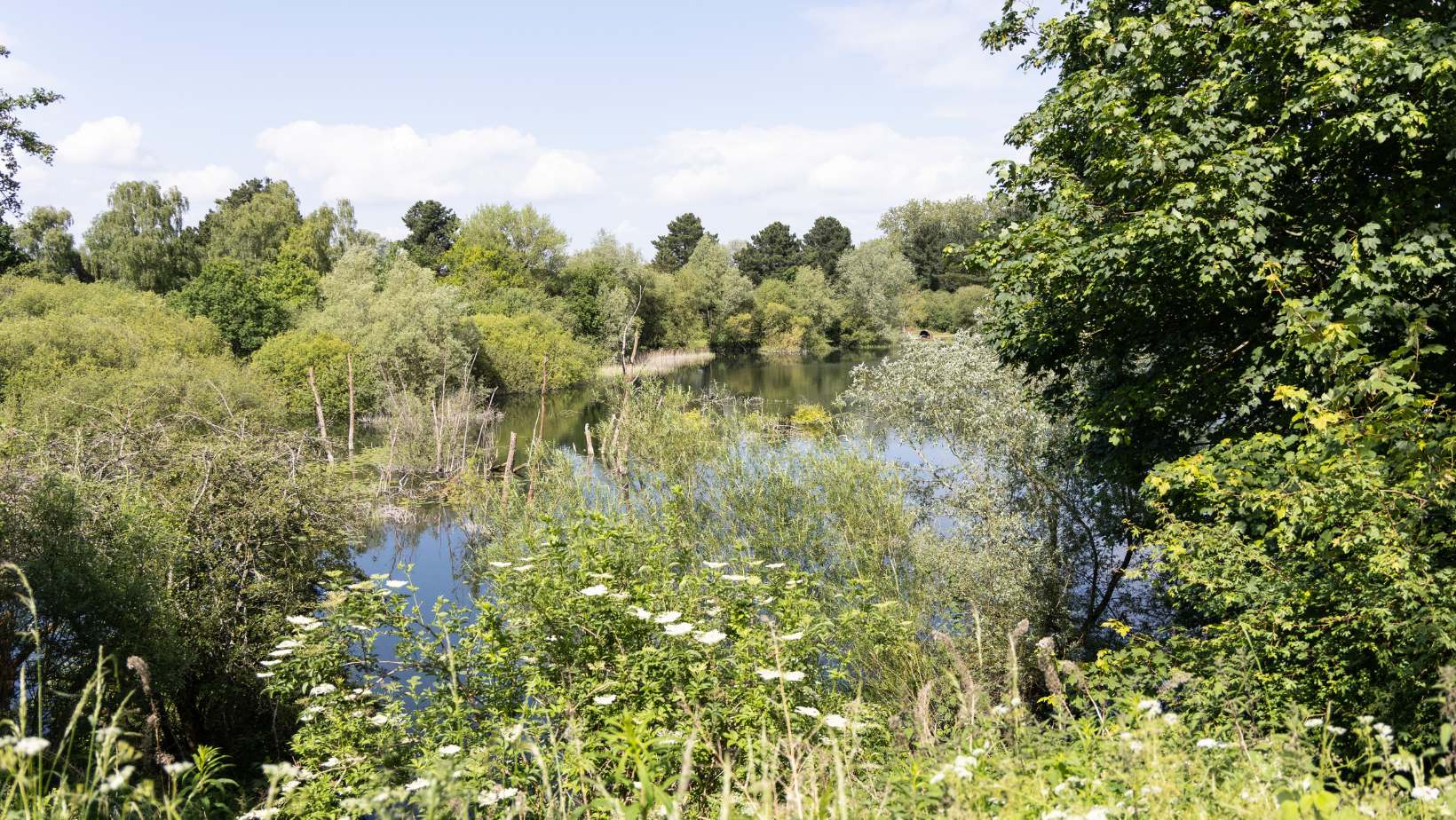 beautiful scenery, lake overgrown by nature on a sunny day